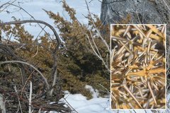 Juniperus communis depressa