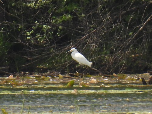 Snowy Egret photographed in Minnesota