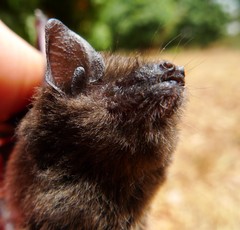 Tiny Serotine photo 3