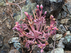 Claytonia exigua