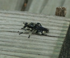 Laphria cinerea