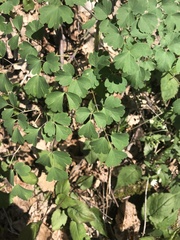 Aquilegia chrysantha