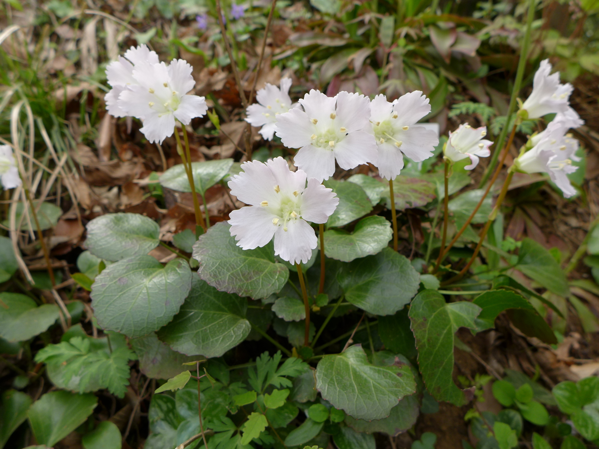 Shortia uniflora