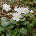 Shortia uniflora - Photo (c) Cory，保留部份權利CC BY-NC-SA