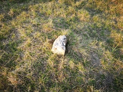 Scolopendra cingulata