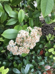 Photinia × fraseri