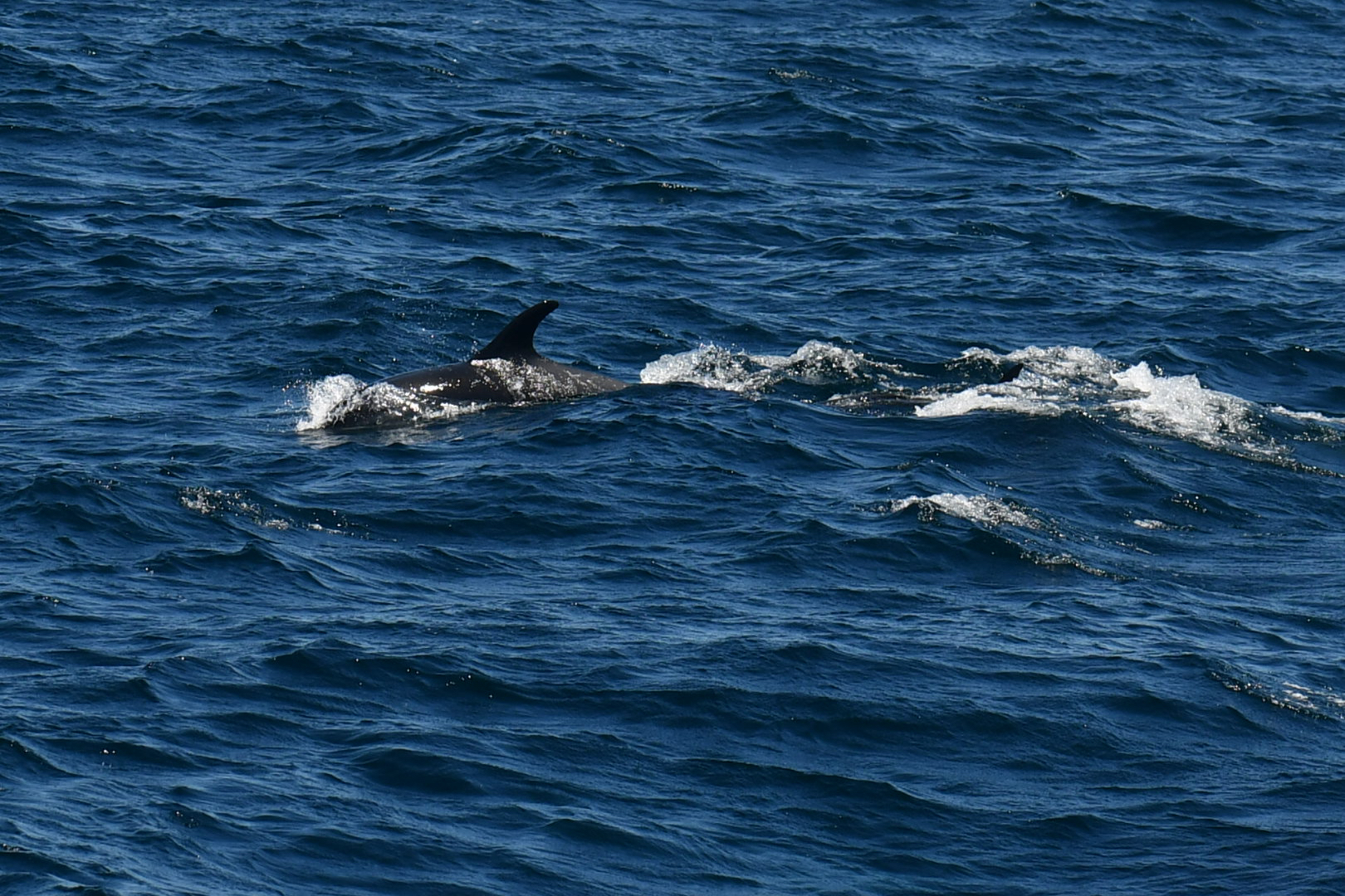 Lagenorhynchus acutus