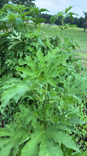 giant ragweed