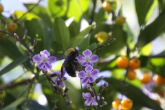 Bombus bellicosus