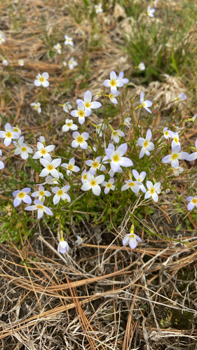 azure bluet