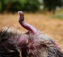 Tiny Serotine photo 4