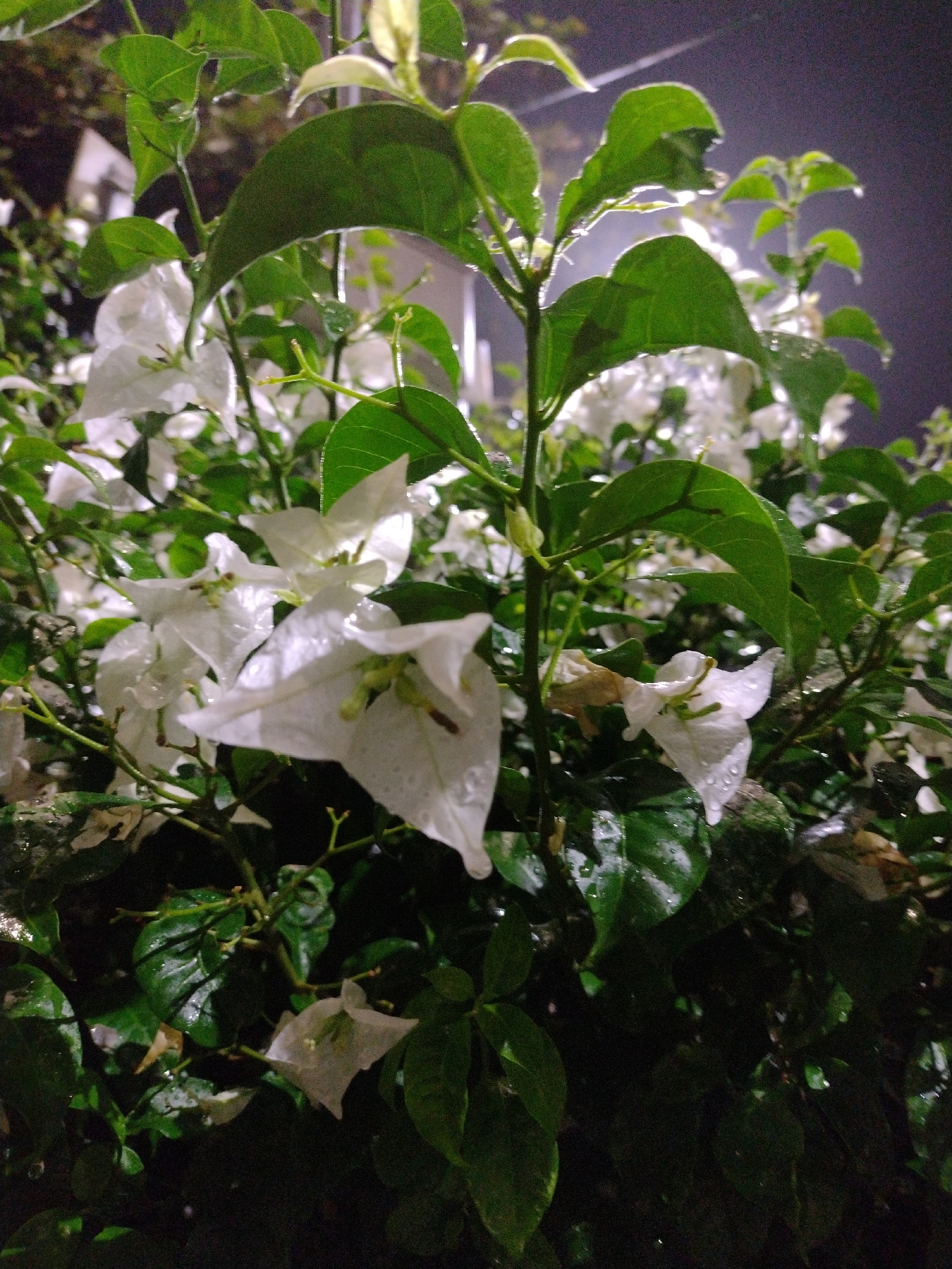 Bougainvillea spectabilis