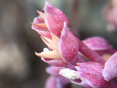 Claytonia exigua