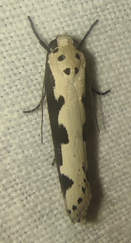 Viper's Bugloss Moth