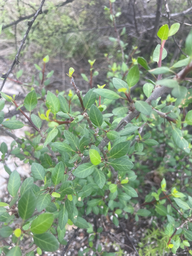 Bursera schlechtendalii Engl. 2