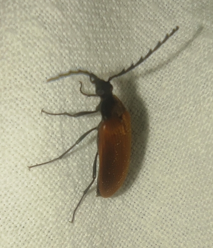 Pseudocistela ceramboides