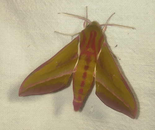 Elephant Hawkmoth