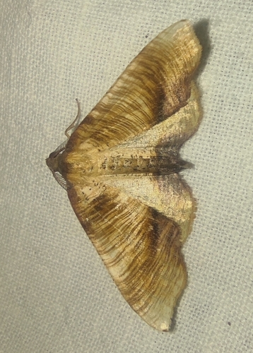 Scorched Wing