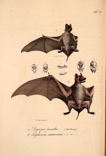 Naked-rumped Tomb Bat