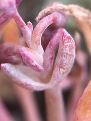 Claytonia exigua