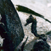 Observation photo
