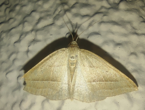 Brown Silver-line