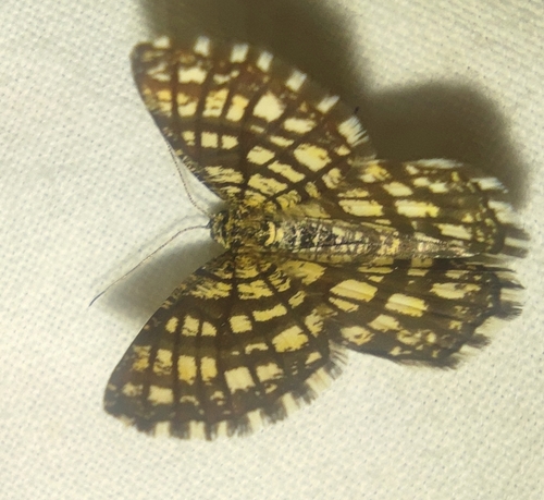 Latticed Heath