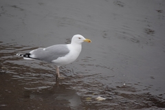 Larus argentatus
