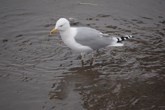 Larus argentatus