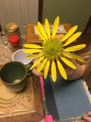 Tetragonotheca repanda