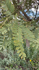 Tipuana tipu