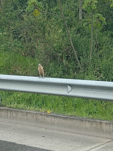 Yellow-headed Caracara