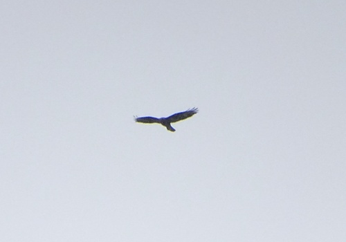 Common Buzzard
