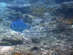 Alectis ciliaris