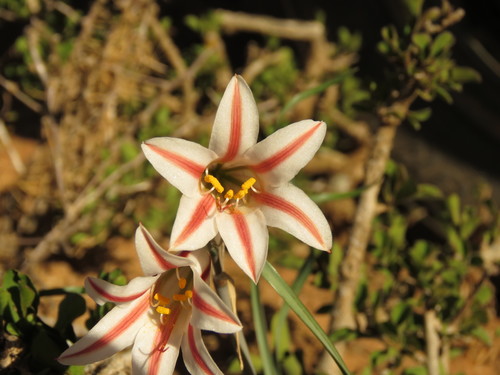 Image of Cyrtanthus smithiae by (c) Christiaan Viljoen, some rights reserved (CC BY)