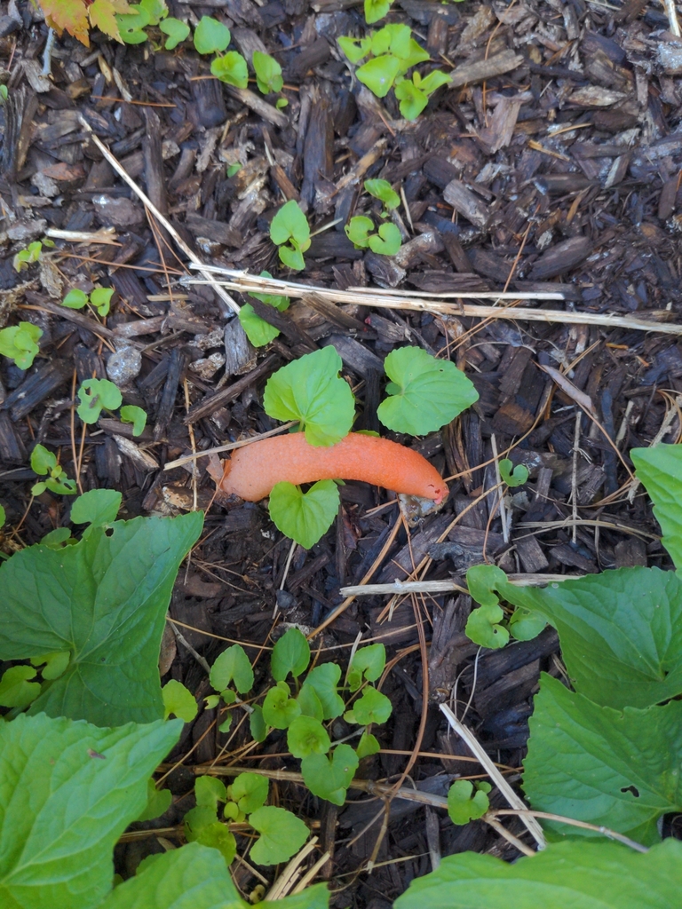 devil's dipstick · May 2026 · photo: Photo: (c) ewransky, some rights reserved (CC BY-SA) · iNaturalist