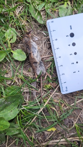 Masked Shrew observed by alexpat05