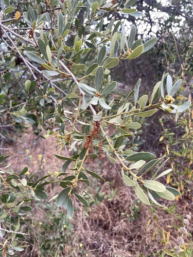 Quercus engelmannii