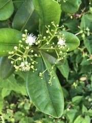 Pimenta racemosa