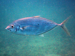 Craterognathus plagiotaenia