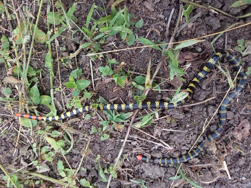 Redtail Coralsnake