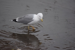 Larus argentatus