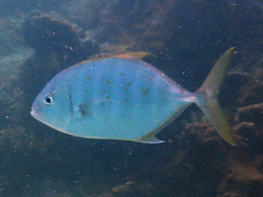 Caranginae