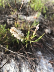 Polygonella articulata