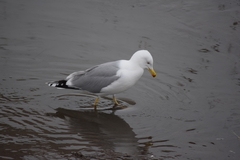 Larus argentatus