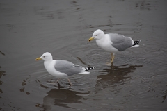 Larus argentatus
