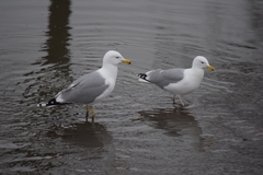 Larus argentatus