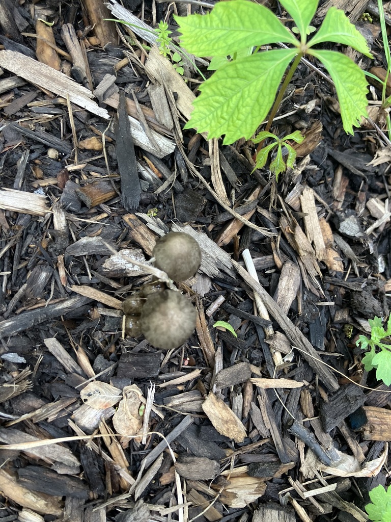 Psychedelic Ovoid Mushroom · May 2026 · photo: Photo: (c) toad-wife, some rights reserved (CC BY) · iNaturalist
