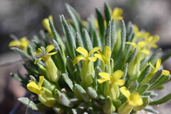 Physaria reediana, photograph (c) Anders Hastings, some rights reserved (CC BY)