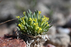 Physaria reediana, photograph (c) Anders Hastings, some rights reserved (CC BY)